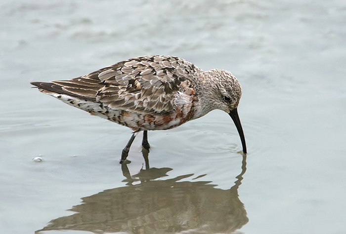 krombek strandloper.jpg